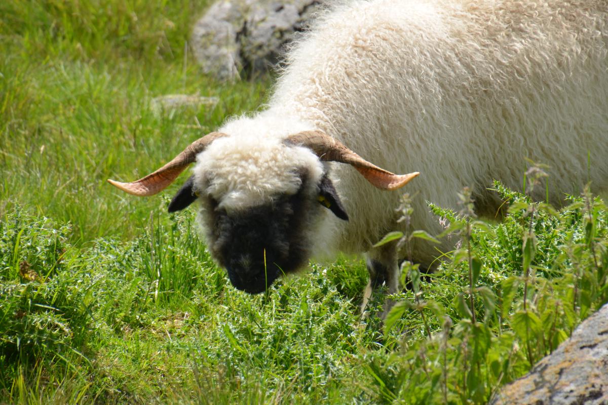 Platzer Alm 14.07.2023